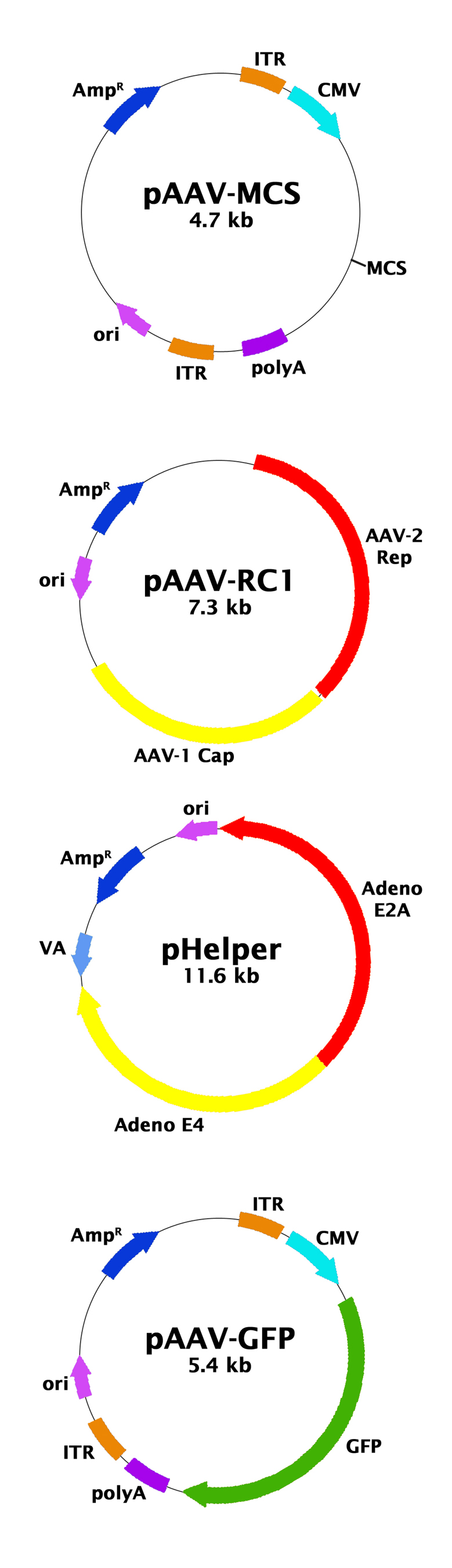 AAV1 CMV Expression System